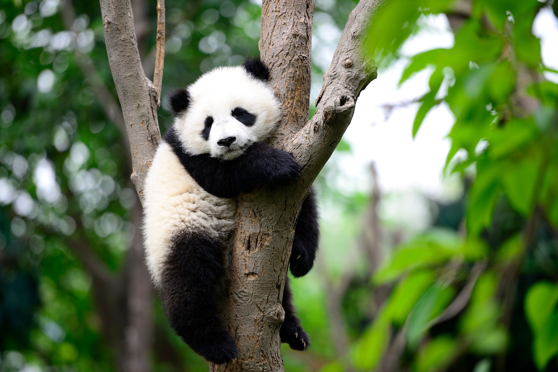Baby giant panda on the tree